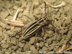 Dorcadion ciscaucasicum