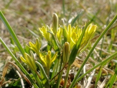 Gagea fedtschenkoana