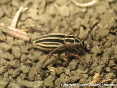 Dorcadion ciscaucasicum