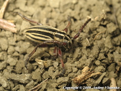 Dorcadion ciscaucasicum