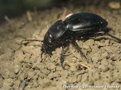 Carabus hungaricus