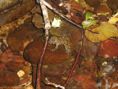 Bombina variegata pachypus