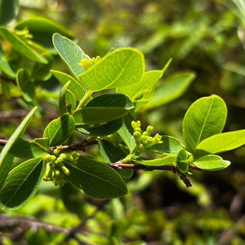 Wikstroemia elliptica observed 2026-05-30