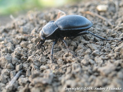 Carabus hungaricus