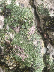 Acarospora glaucocarpa