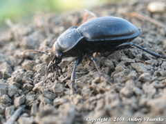 Carabus hungaricus