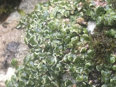 Acarospora glaucocarpa