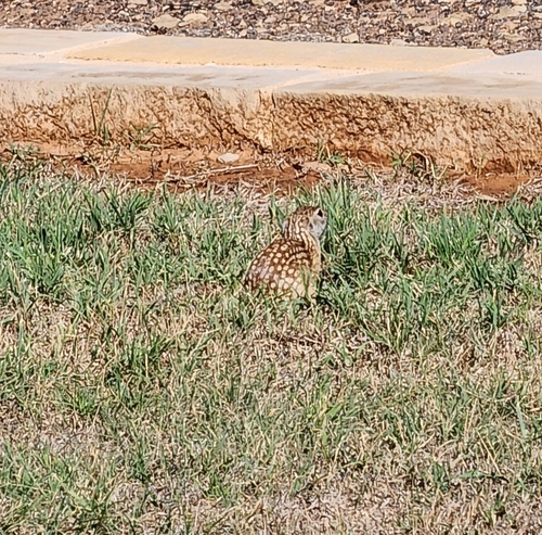 Rio Grande Ground Squirrel observed by tayne909