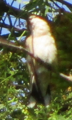 Lampornis clemenciae