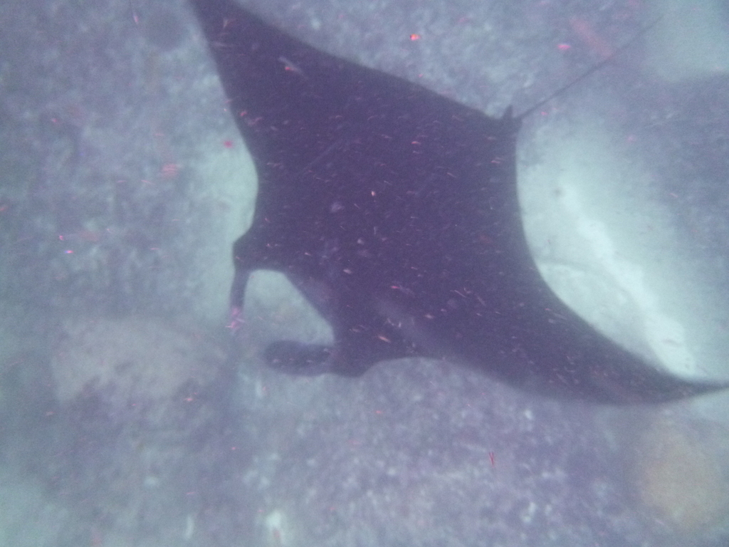 Reef Manta Ray (Mobula alfredi) — recorded at Gamat Bay
