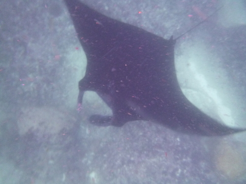 Reef Manta Ray (Mobula alfredi)