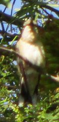 Lampornis clemenciae