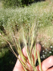 Bromus rigidus