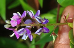 Pycnospora lutescens