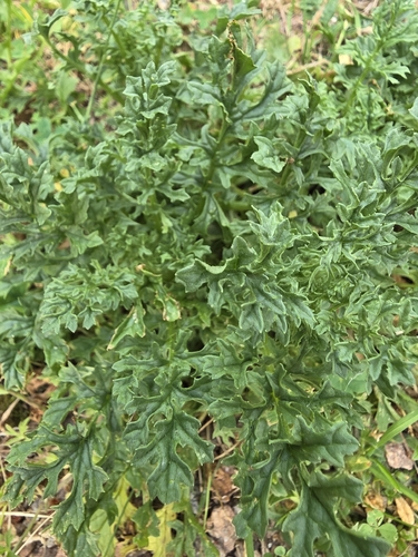 ragwort