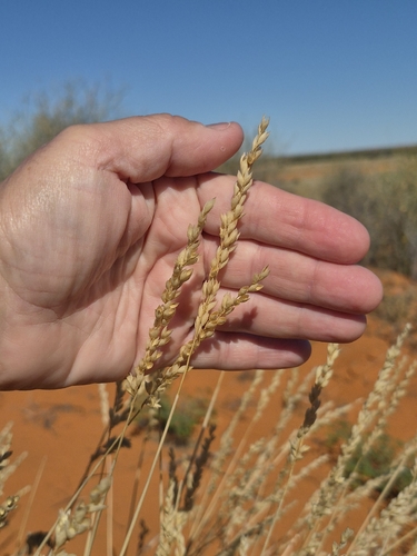 Triodia pungens observed 2026-05-30