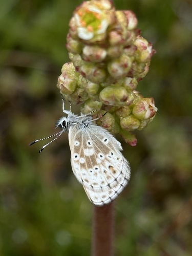 iNaturalist observation photo of Sierra Blue