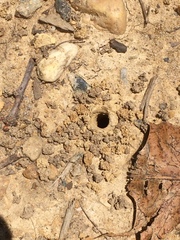 Ptilothrix bombiformis