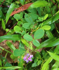 Pycnospora lutescens