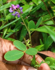 Pycnospora lutescens