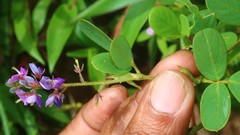 Pycnospora lutescens