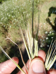 Bromus rigidus