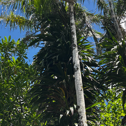 Freycinetia reineckei observed 2026-05-30