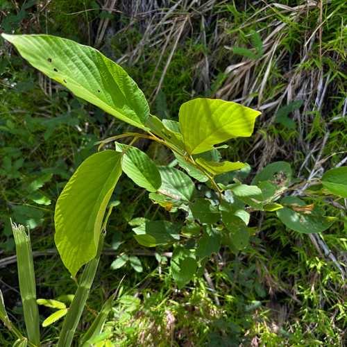 Flemingia strobilifera, photograph 2