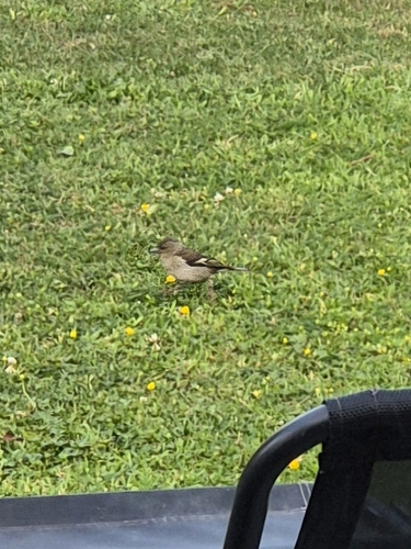 Common Chaffinch