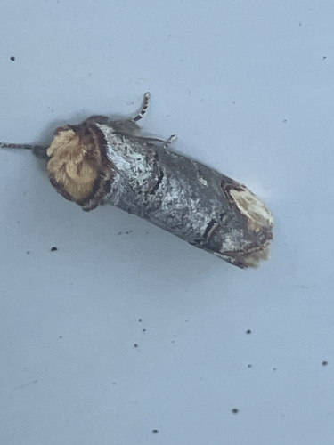 Buff-tip