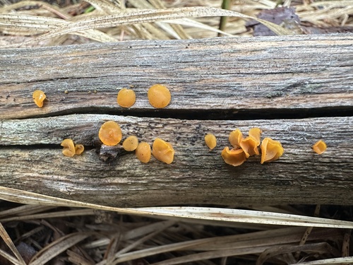 iNaturalist observation photo of alpine jelly cone
