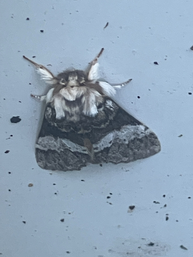 Marbled Brown, Ploegdijk, Lochem, Gelderland, NL, photo 10 of 10