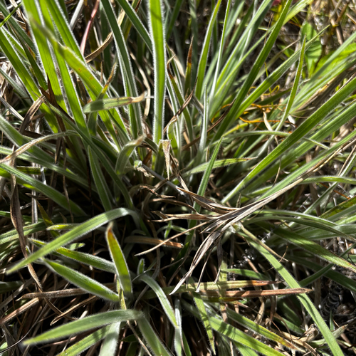Dimeria chloridiformis in life