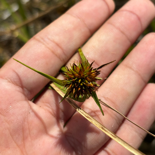 Rhynchospora rubra observed 2026-05-30