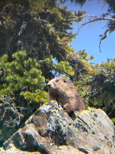 Olympic Marmot observed by nickperf33