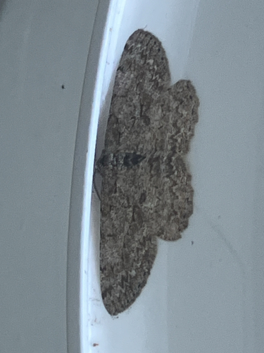 Pale Oak Beauty