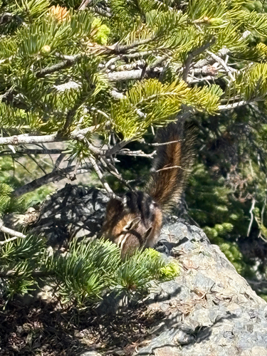 Yellow-pine Chipmunk observed by nickperf33