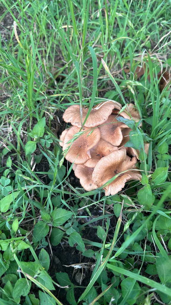 Ringless Honey Mushroom