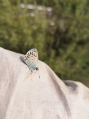 Plebejus argyrognomon