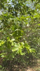 Guaiacum officinale, photograph (c) Alex Doyle, some rights reserved (CC BY)