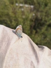 Plebejus argyrognomon