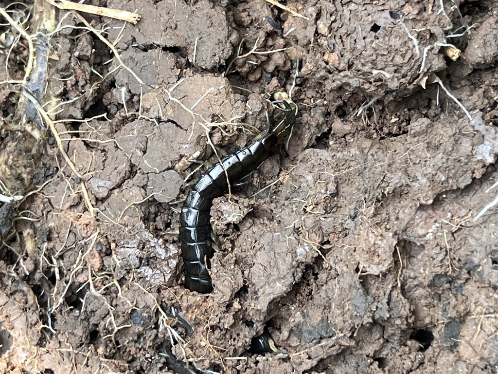 Cormocephalus dentipes (Cormocephalus dentipes)