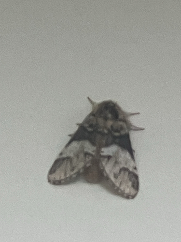 Marbled Brown