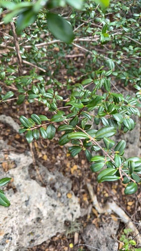 Eugenia ligustrina, photograph 4