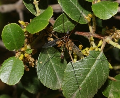 Hesperotipula