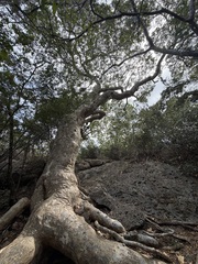 Guaiacum officinale, photograph (c) Alex Doyle, some rights reserved (CC BY)