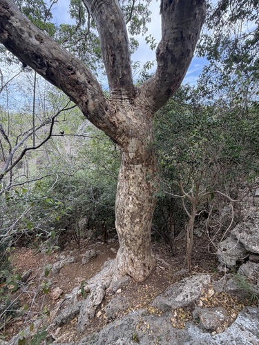 Guaiacum officinale, photograph 5