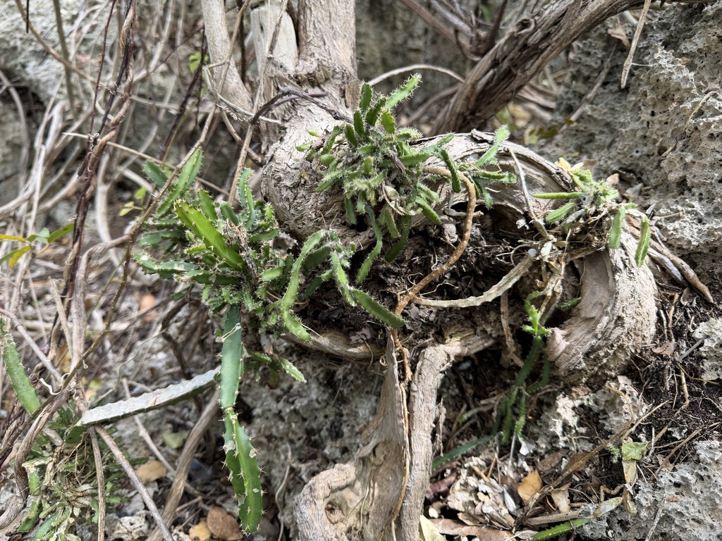 Selenicereus triangularis; photograph (c) Alex Doyle, some rights reserved (CC BY)