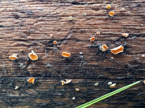 iNaturalist observation photo of Capitotricha