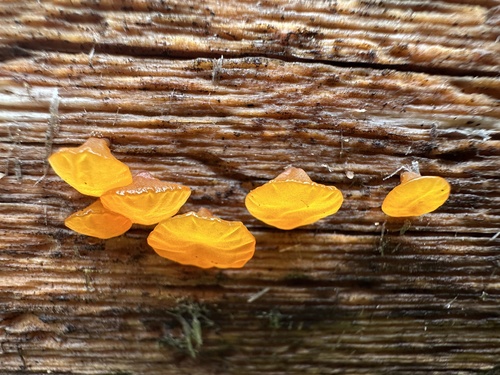 iNaturalist observation photo of alpine jelly cone